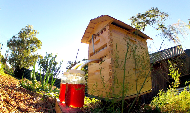 อยากกินน้ำผึ้งแท้จากธรรมชาติ? เปิดก๊อกจากกล่องเลี้ยงผึ้งหลังบ้านดูมั้ย